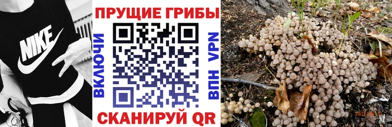 Купить  Малаховка  Галлюциногенные грибы Psilocybine cubensis 